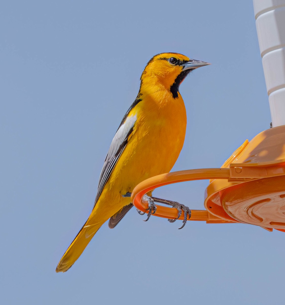 Bullock's Oriole - Courtney Rella