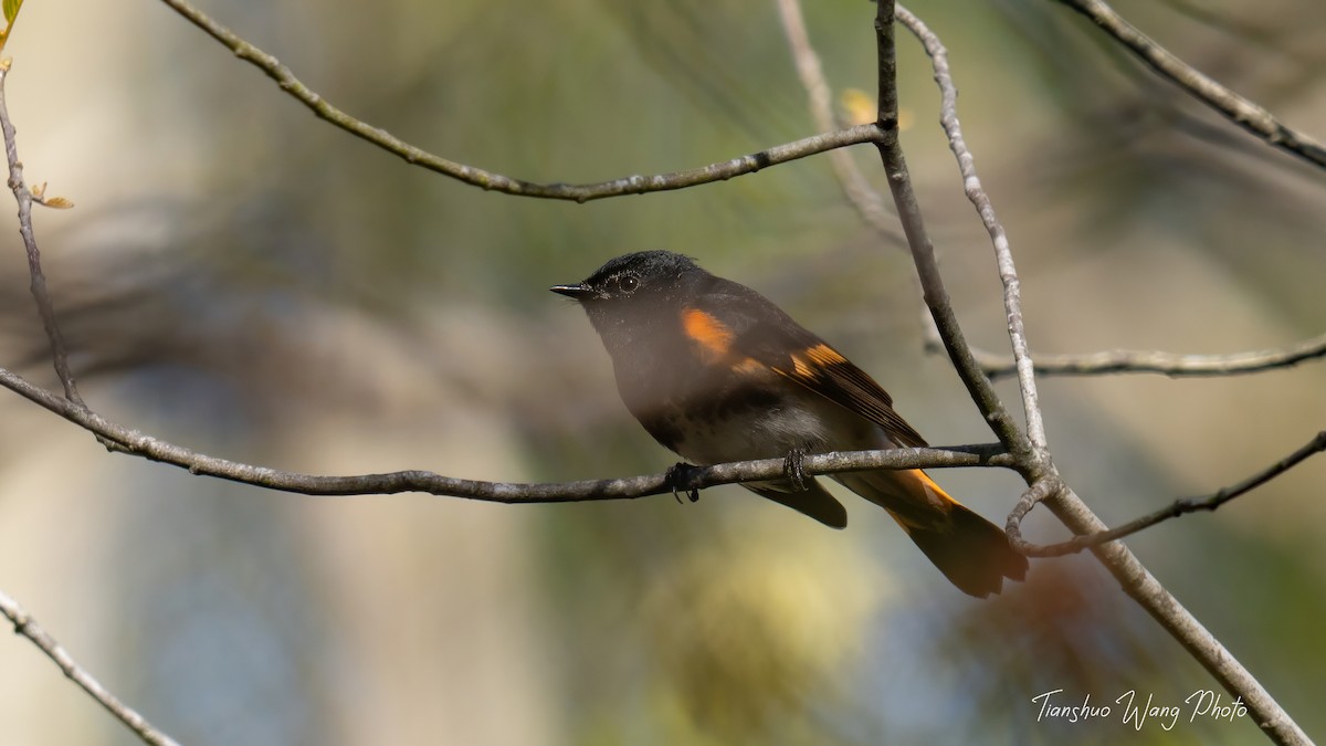 American Redstart - Tianshuo Wang