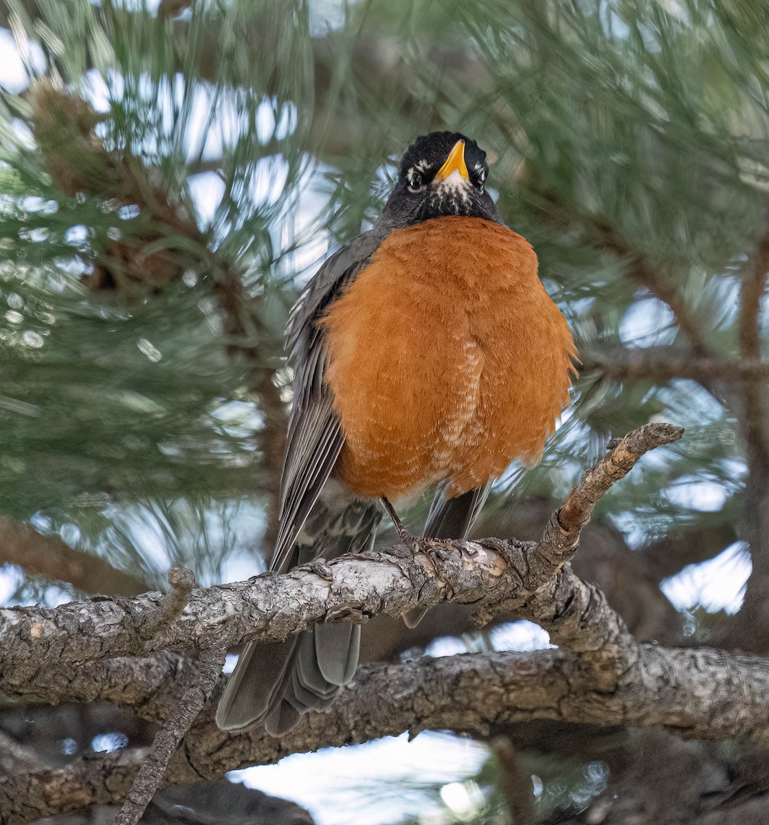 American Robin - Courtney Rella