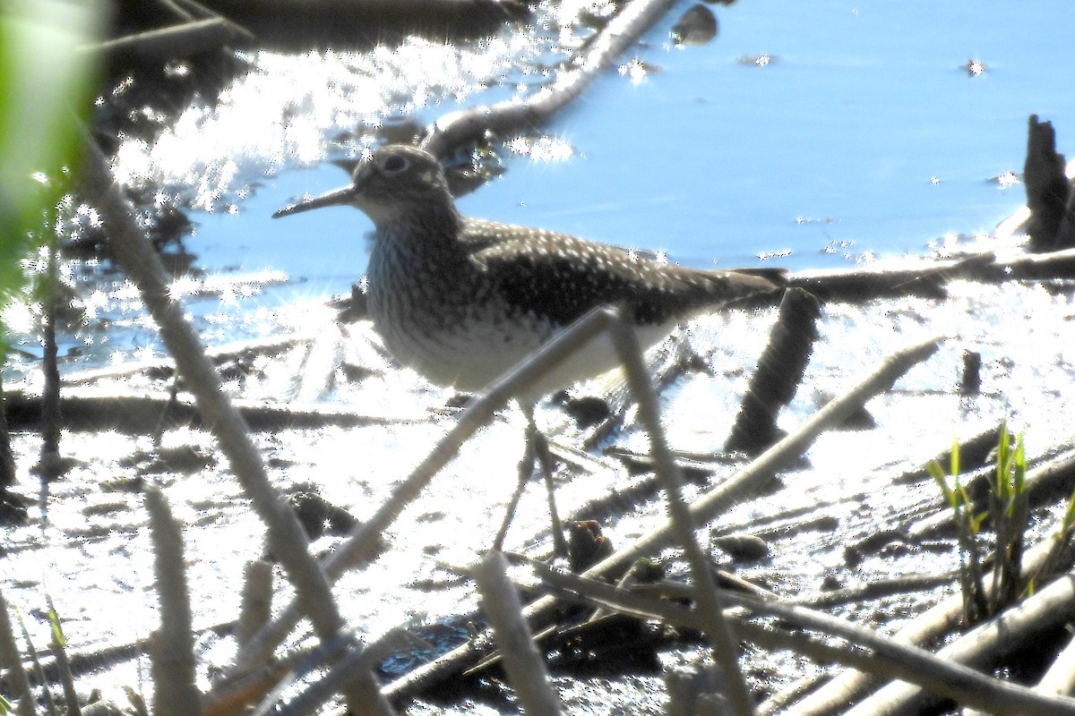 Solitary Sandpiper - Nancy Buis