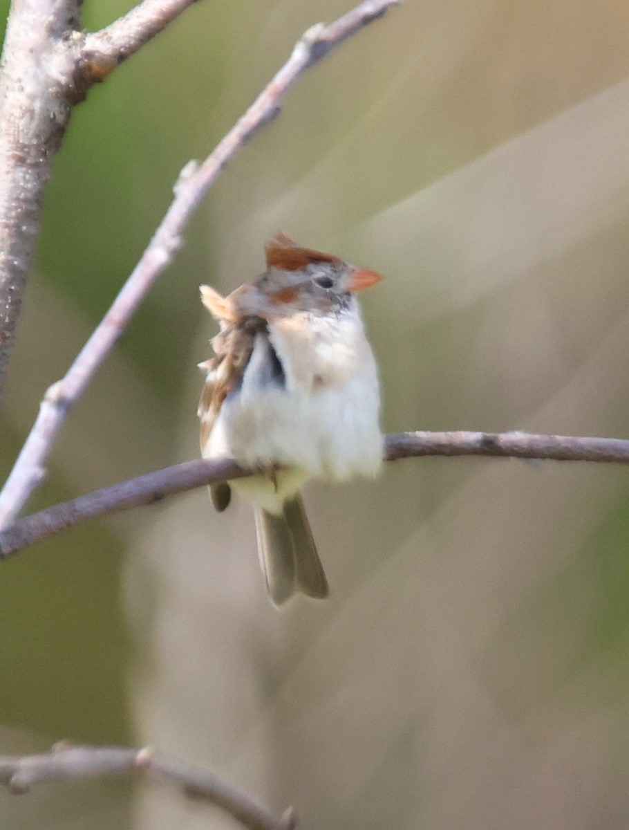 Field Sparrow - Alan Shapiro