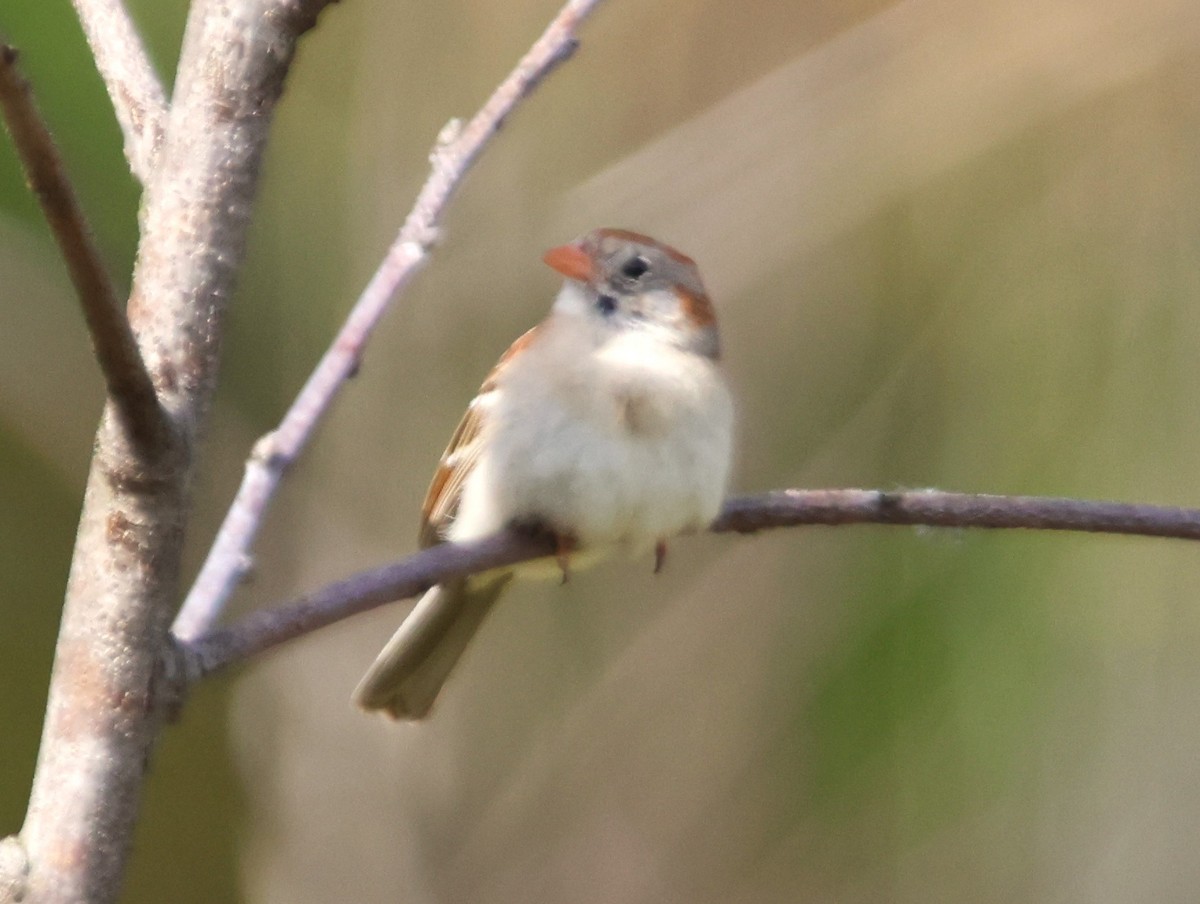 Field Sparrow - Alan Shapiro