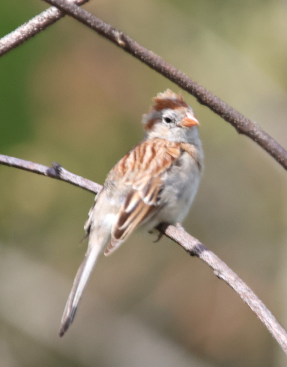 Field Sparrow - Alan Shapiro