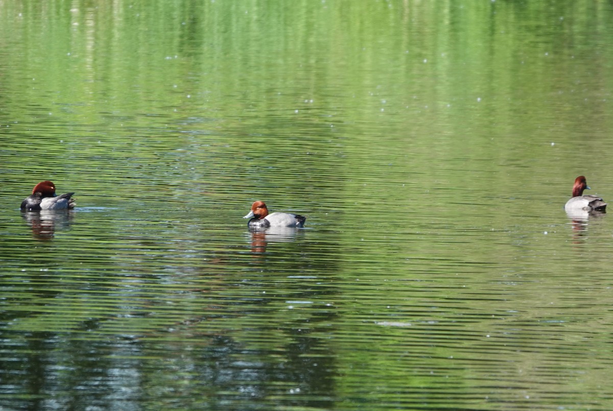 Fuligule à tête rouge - ML618868187