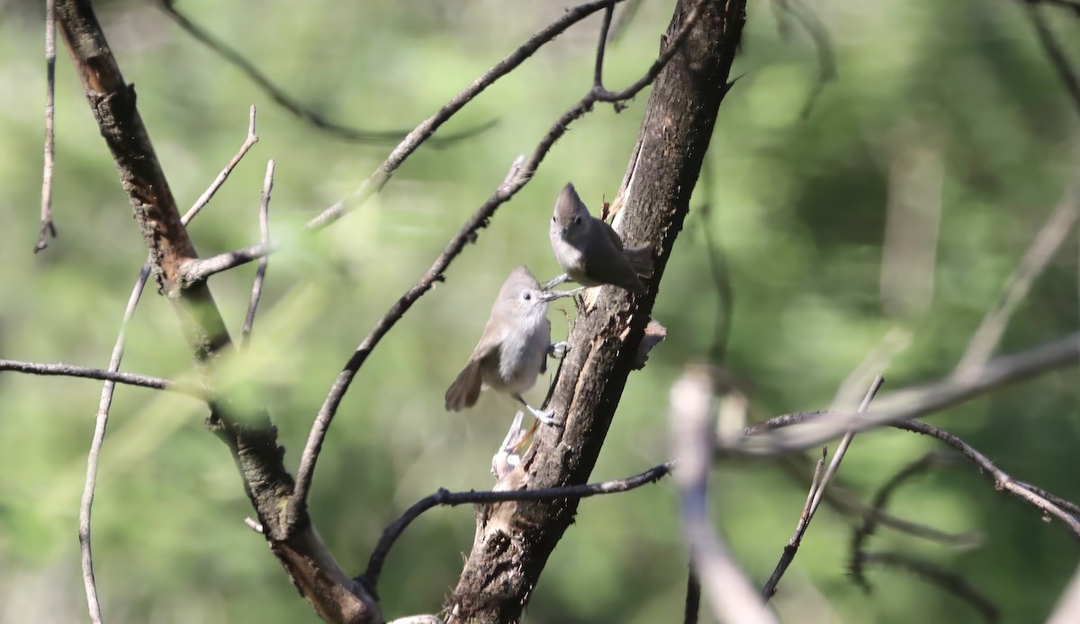 Oak Titmouse - ML618868194