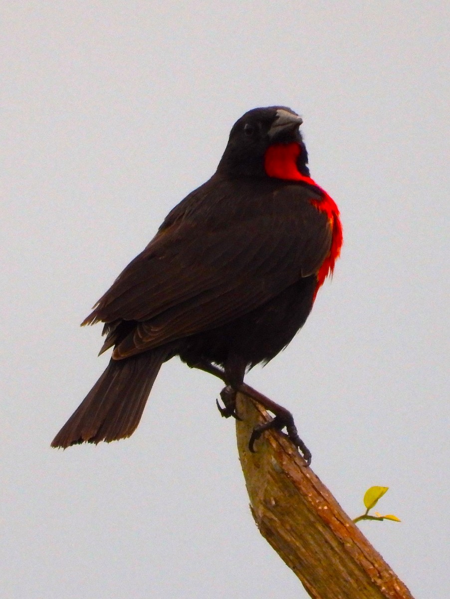 Red-breasted Meadowlark - ML618868195