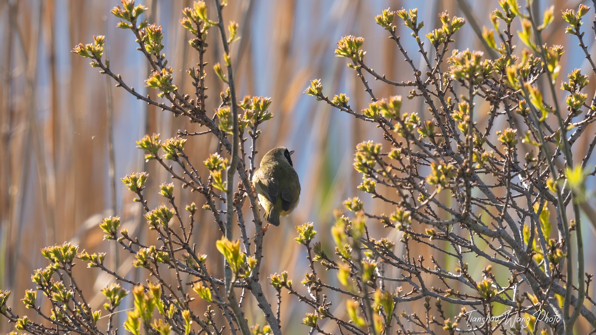 Common Yellowthroat - Tianshuo Wang