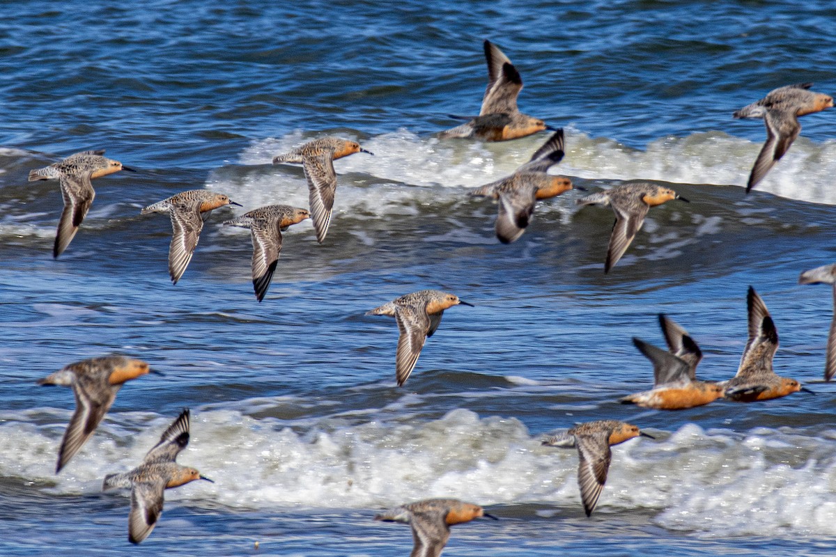 Red Knot - ML618868207