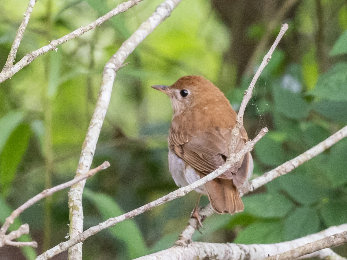 Veery - Bob Friedrichs