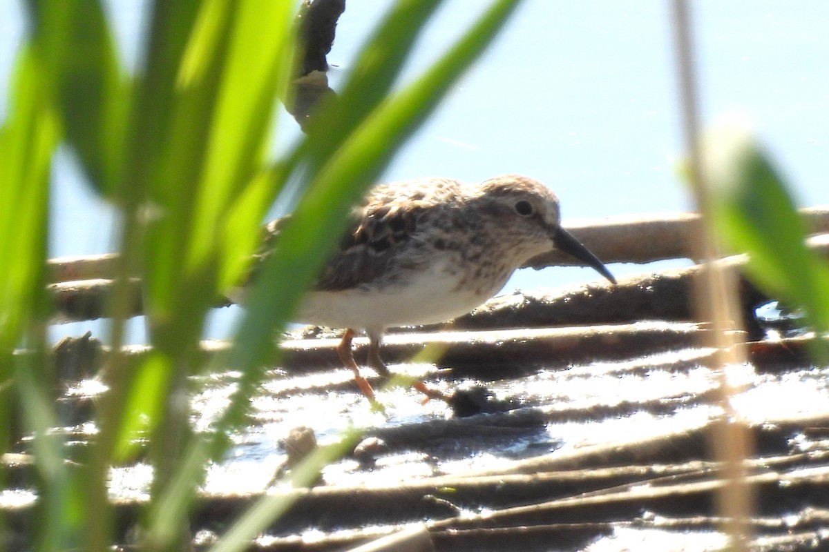 Least Sandpiper - Nancy Buis