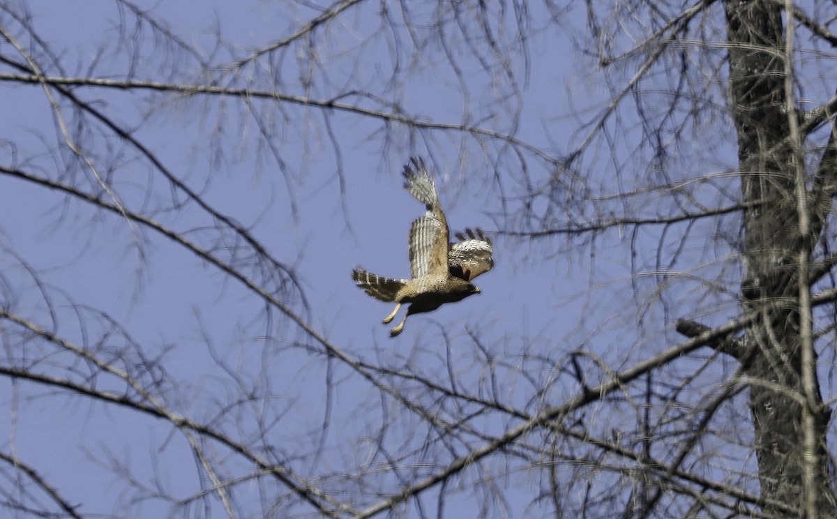 Red-shouldered Hawk - ML618868236