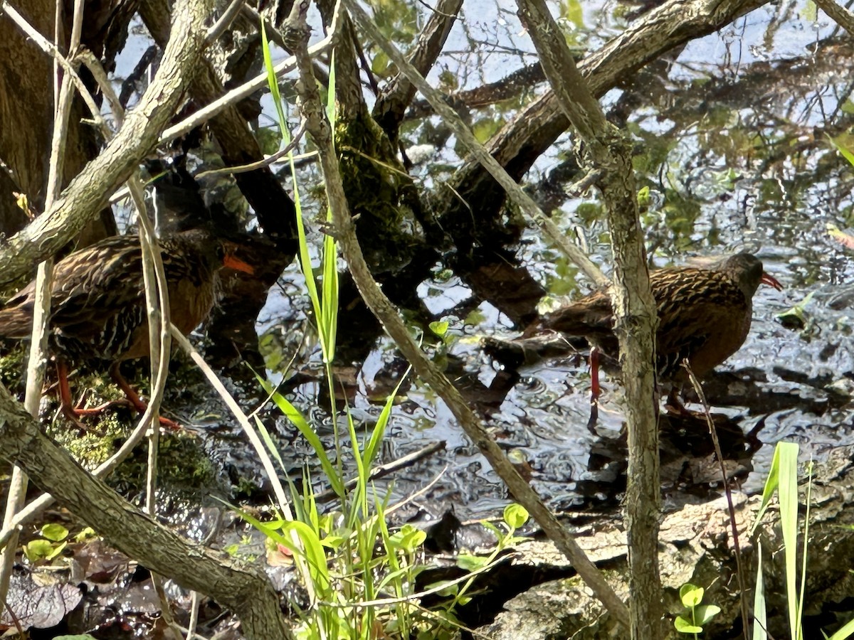 Virginia Rail - Ken Zidell