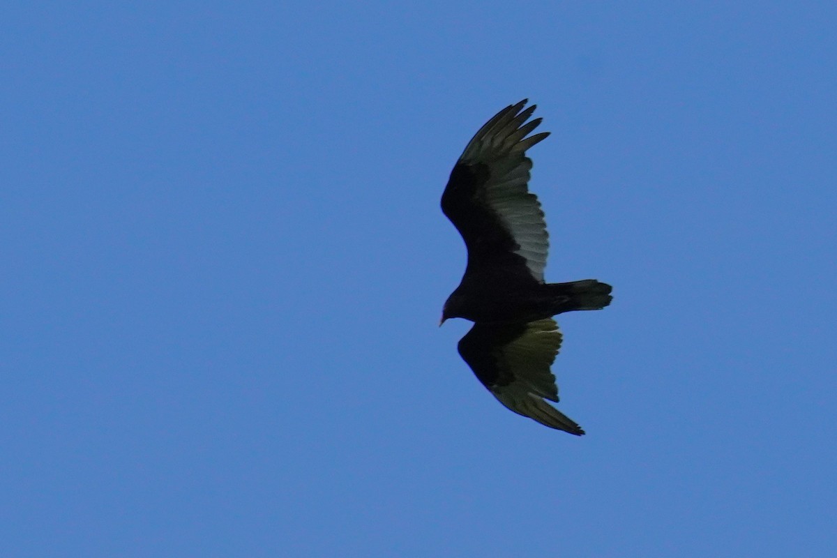 Turkey Vulture - Ethan Kang