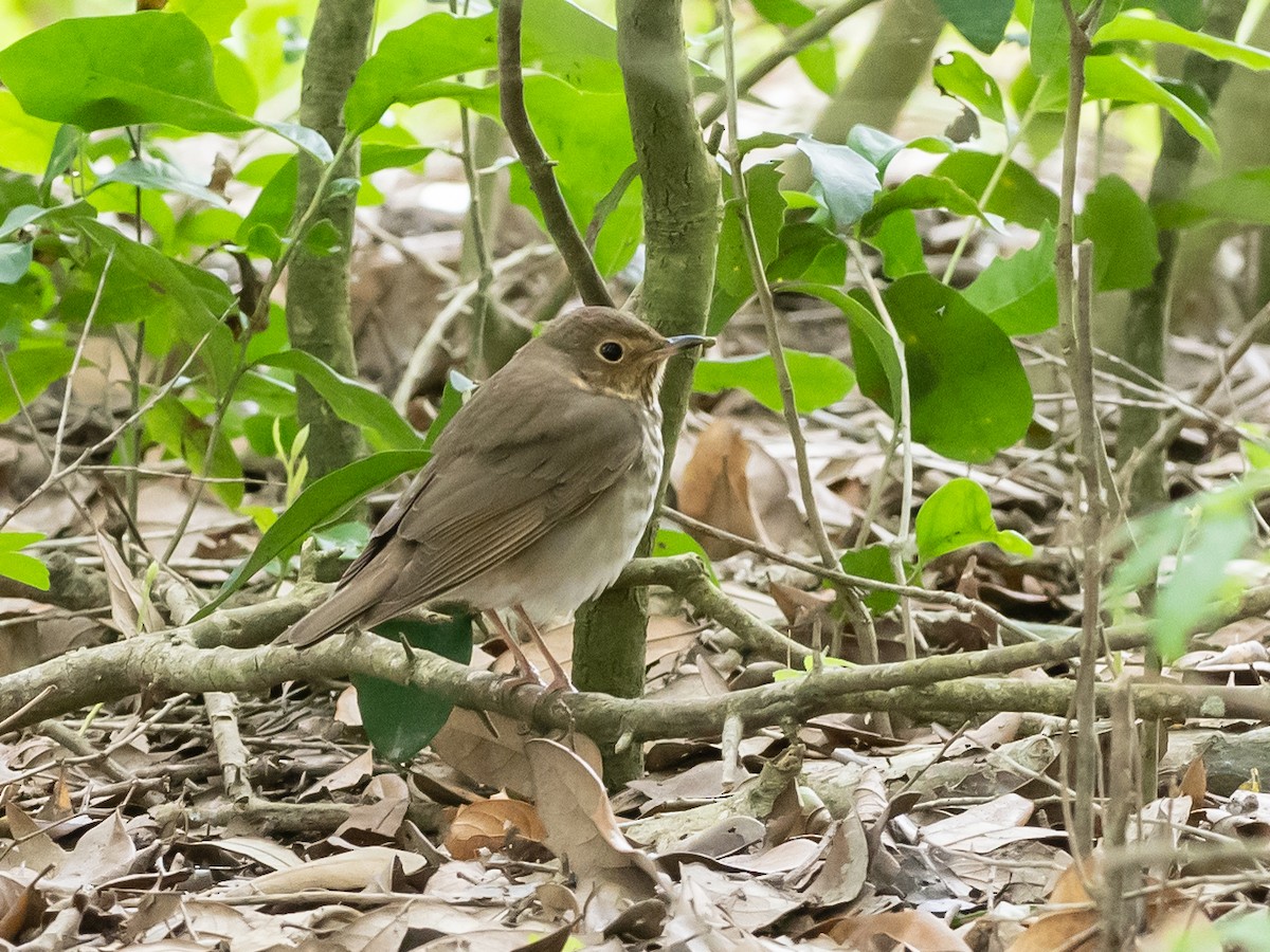 Swainson's Thrush - Bob Friedrichs