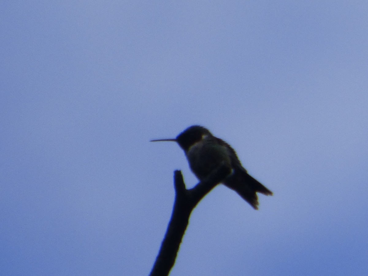 Ruby-throated Hummingbird - Hazem Alkhan