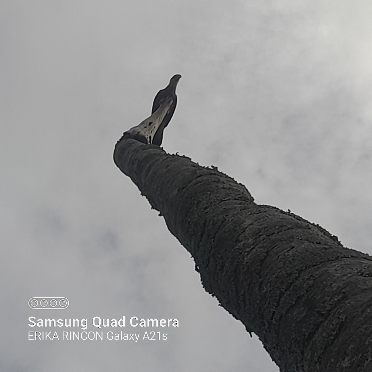 Crested Caracara (Northern) - Erika Rincon Pulido