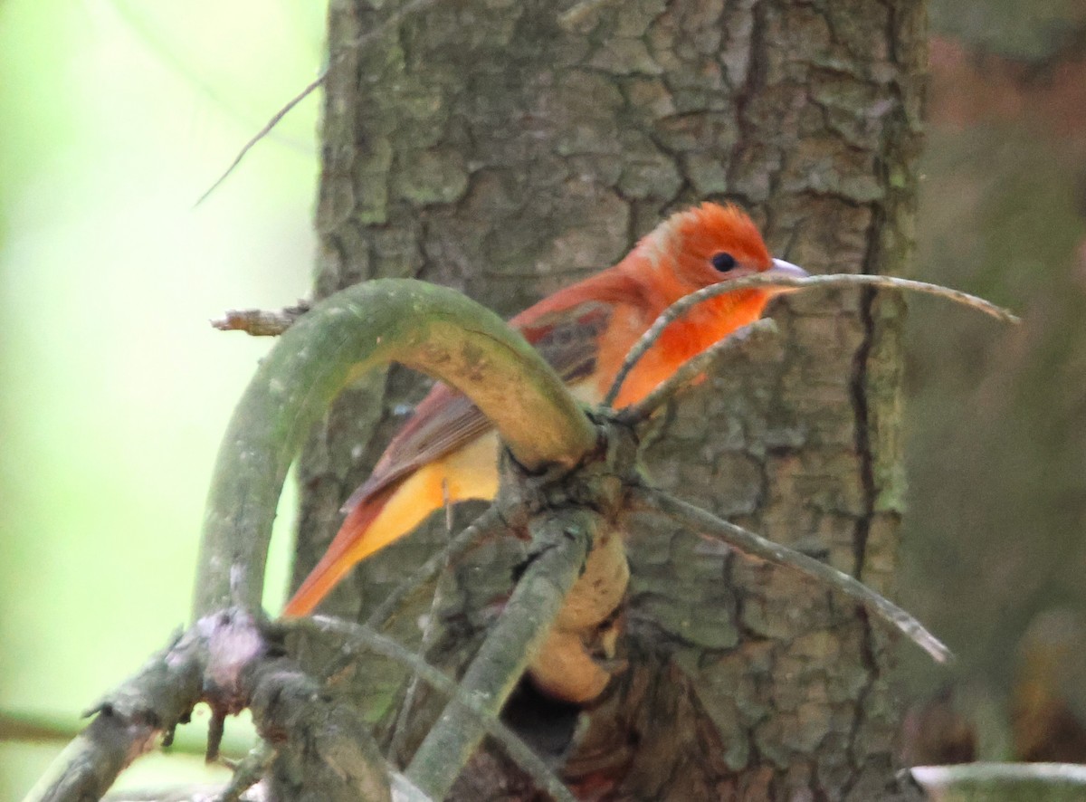 Summer Tanager - Alan Shapiro