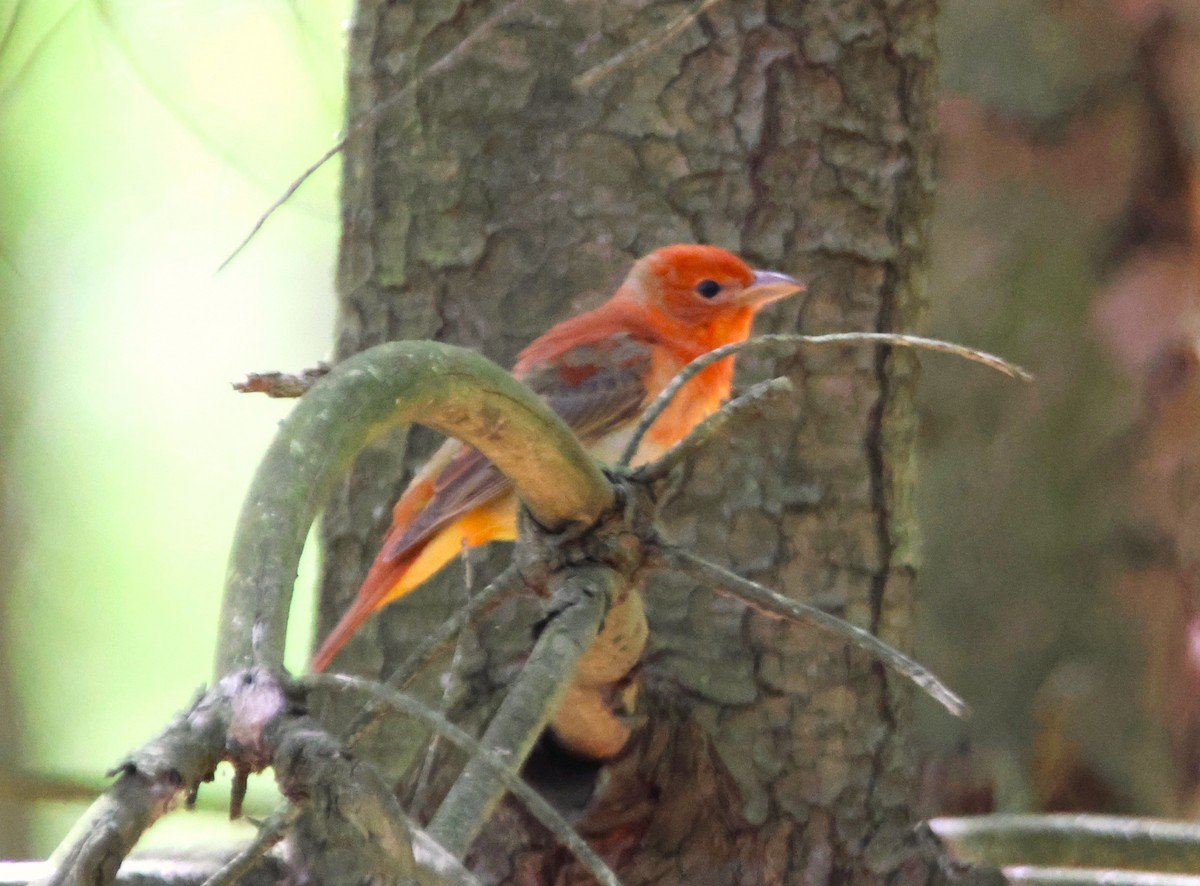 Summer Tanager - Alan Shapiro