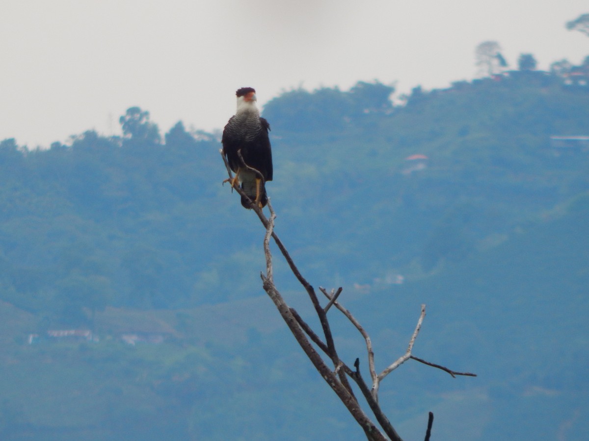 Caracara huppé - ML618868271