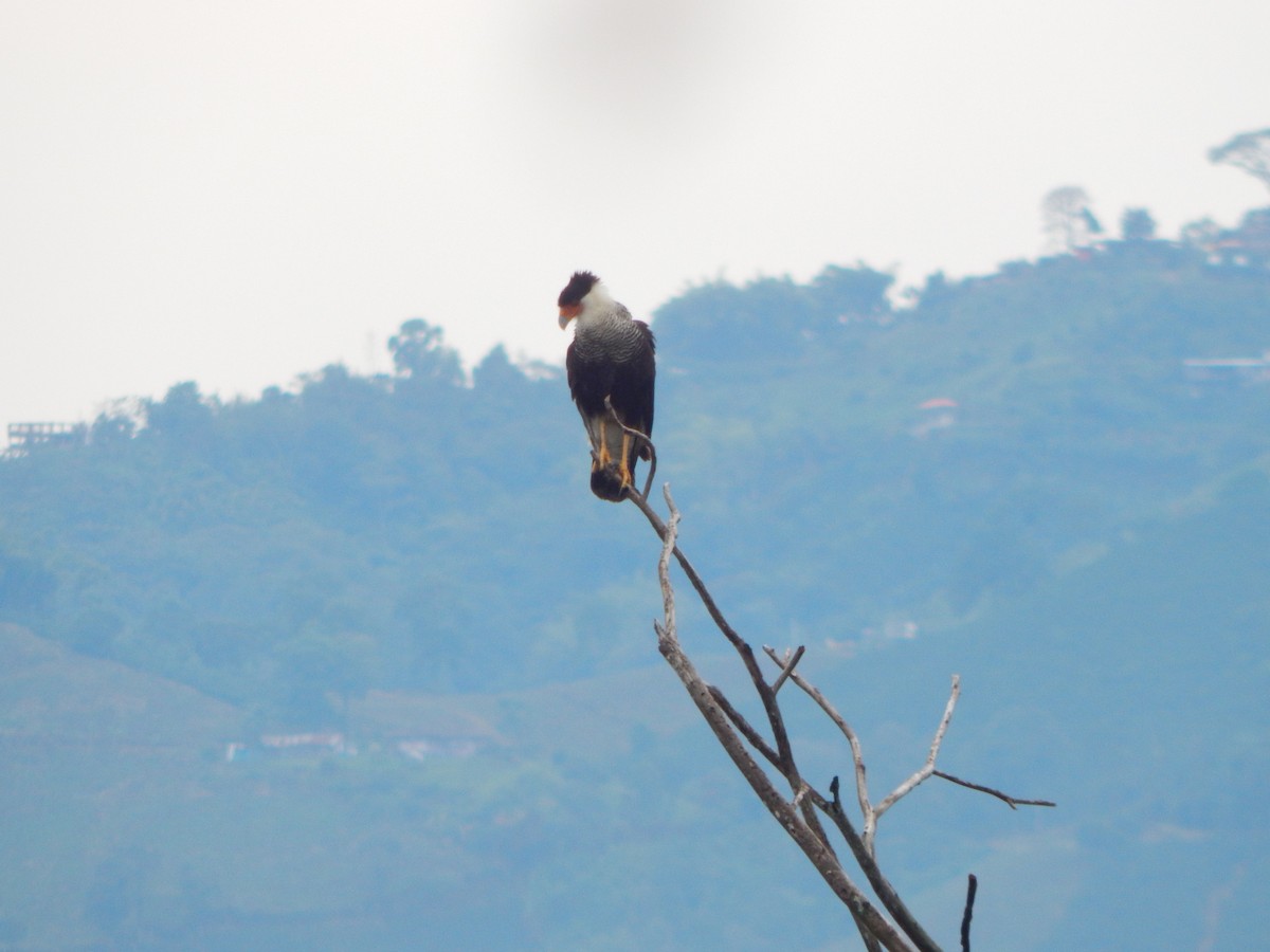 Caracara huppé - ML618868272