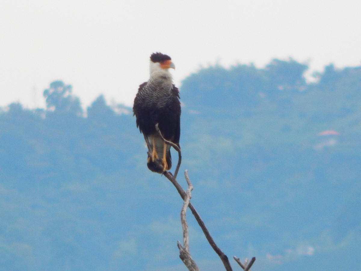 Caracara huppé - ML618868273