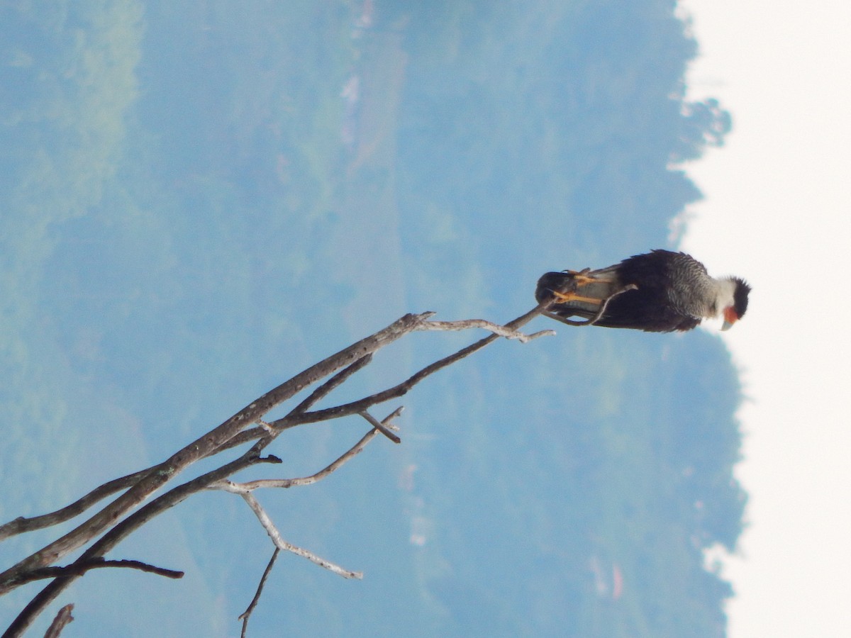 Crested Caracara - ML618868276