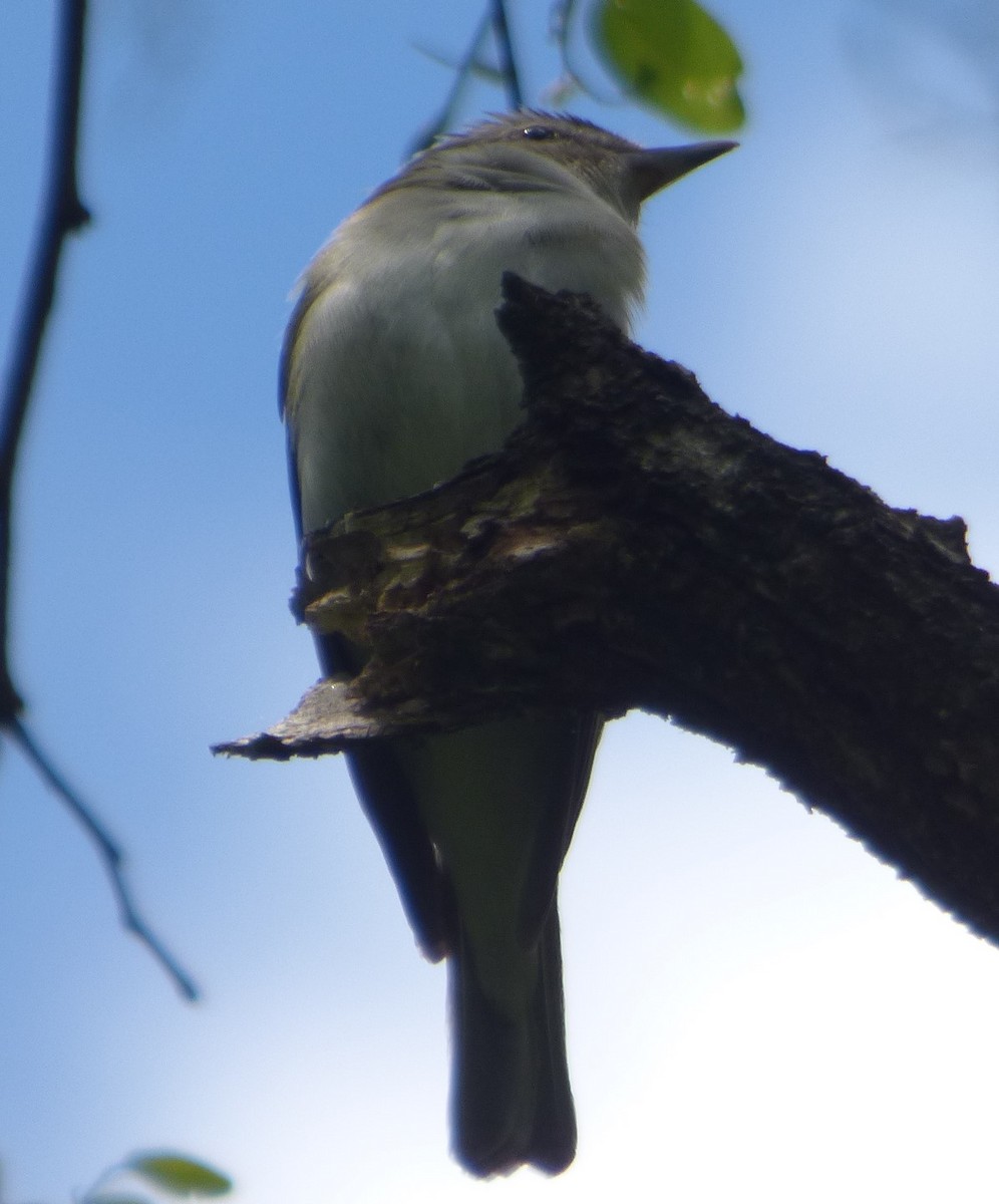 Red-eyed Vireo - Hazem Alkhan