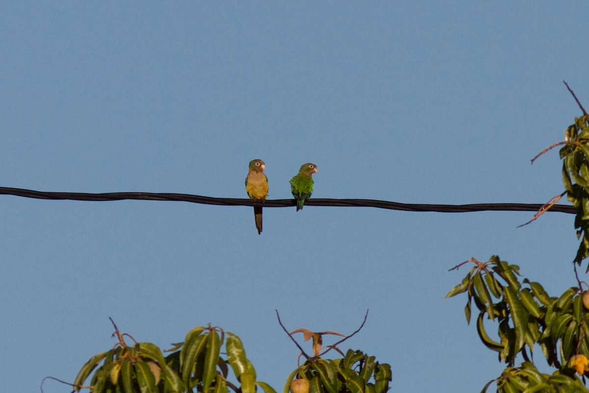 Cactus Parakeet - ML618868292