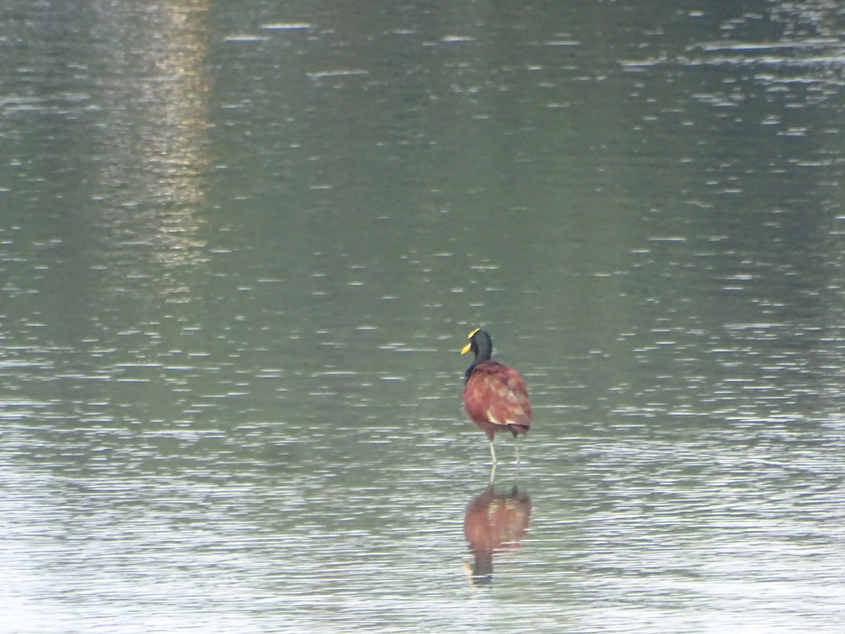 Northern Jacana - Salvador Bautista