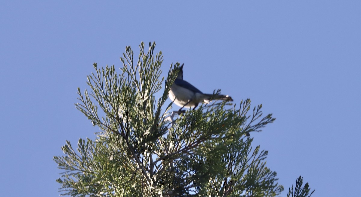 California Scrub-Jay - ML618868313