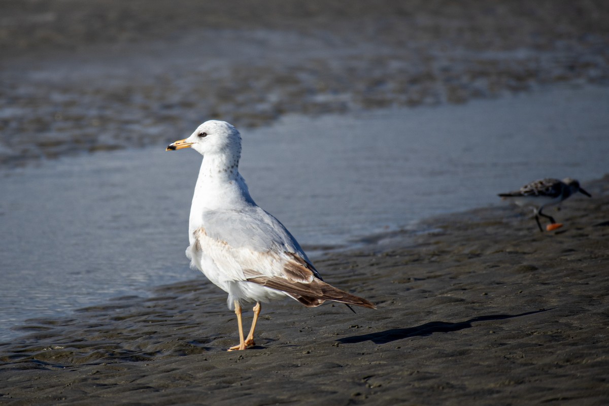 Ring-billed Gull - ML618868314