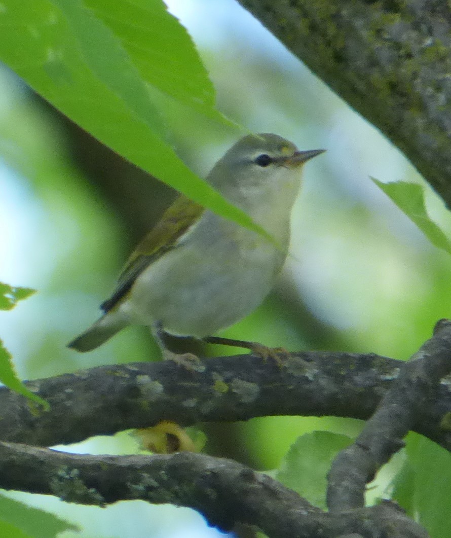 Tennessee Warbler - Hazem Alkhan