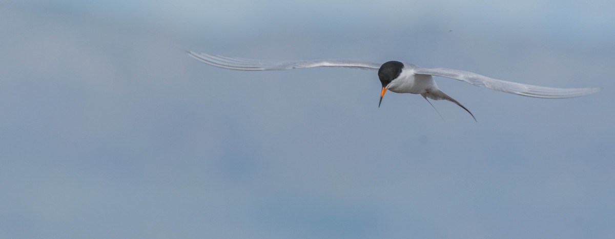 Forster's Tern - ML618868325