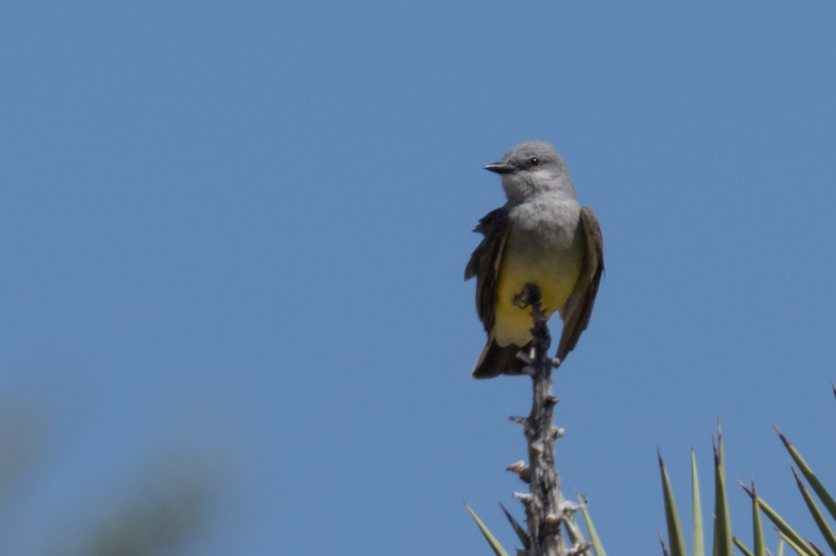 Western Kingbird - ML618868326