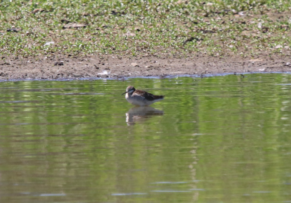 Falaropo Tricolor - ML618868333