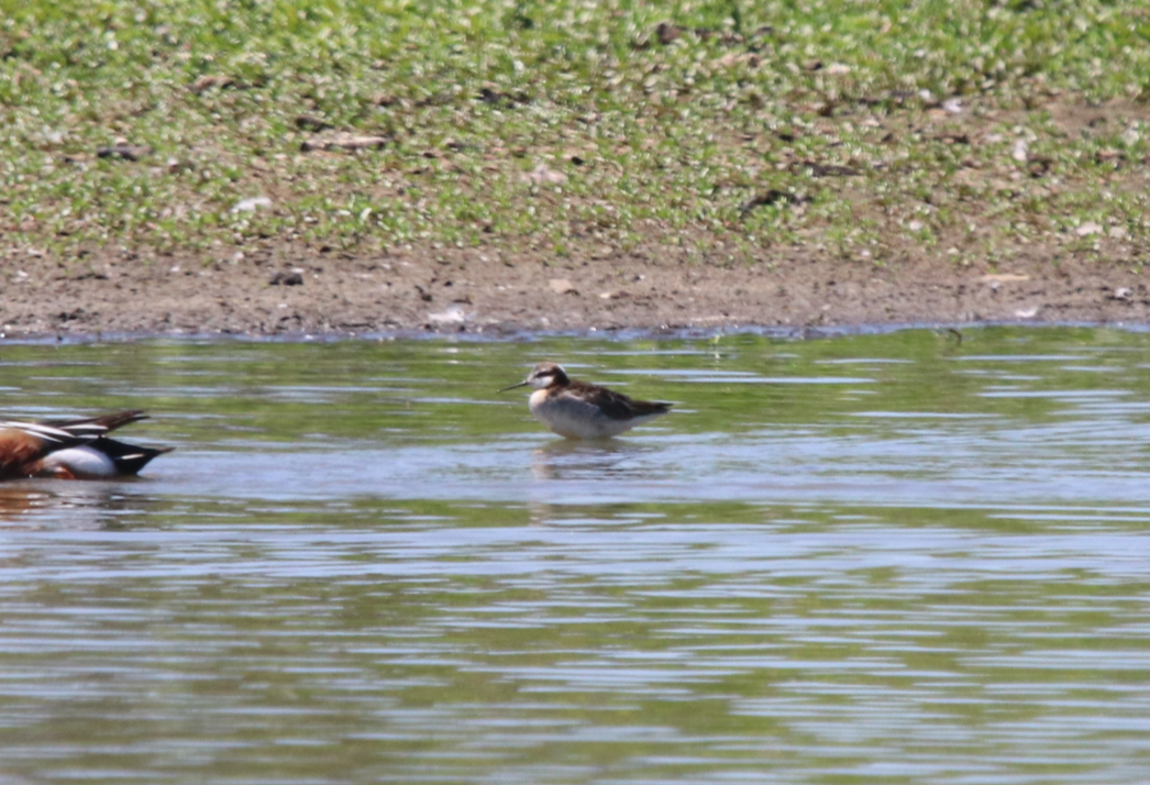 Falaropo Tricolor - ML618868334