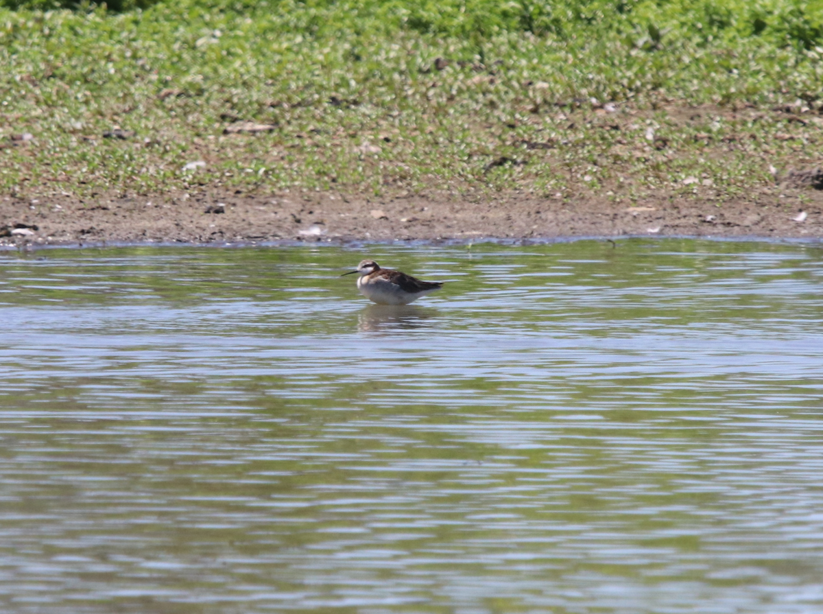 Phalarope de Wilson - ML618868335