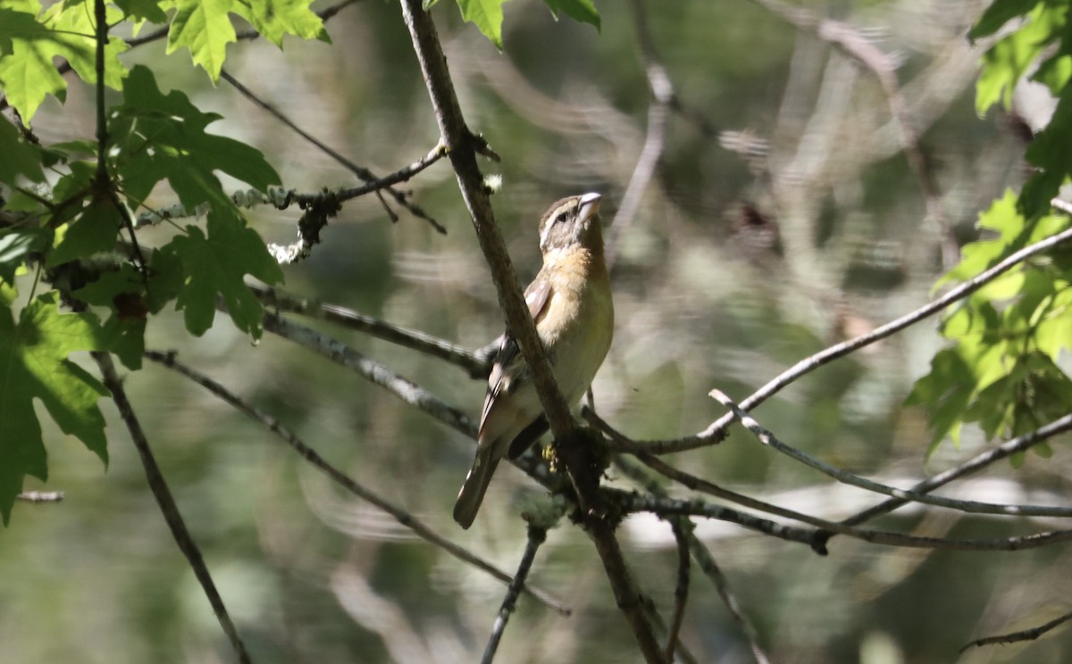 Black-headed Grosbeak - Douglas Hall