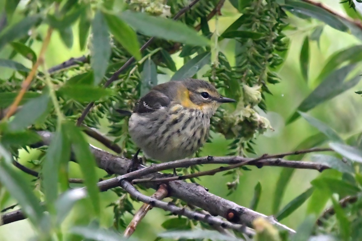 Paruline tigrée - ML618868358