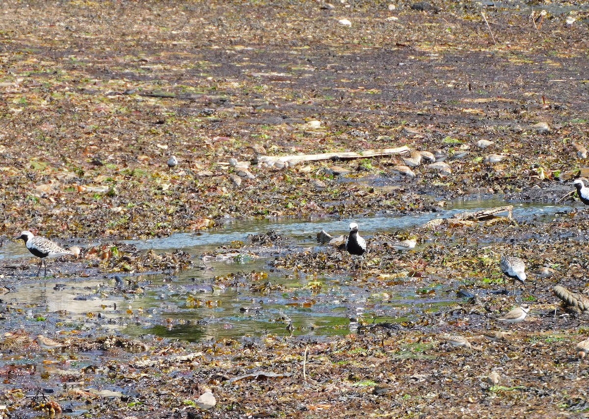 Black-bellied Plover - Barbara Morgan