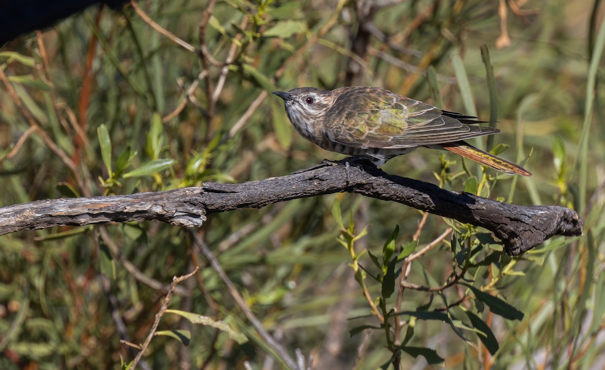 Horsfield's Bronze-Cuckoo - Geoff Dennis