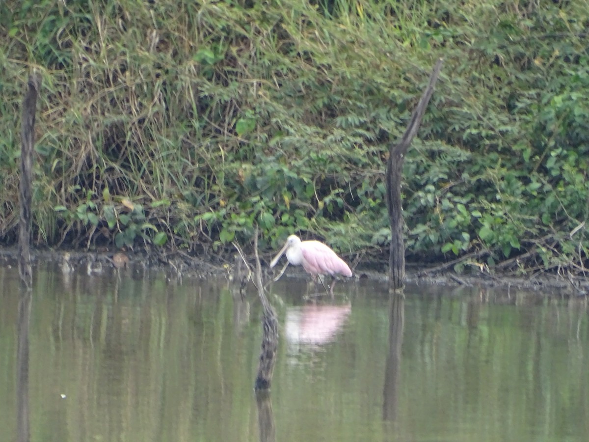 Roseate Spoonbill - Salvador Bautista