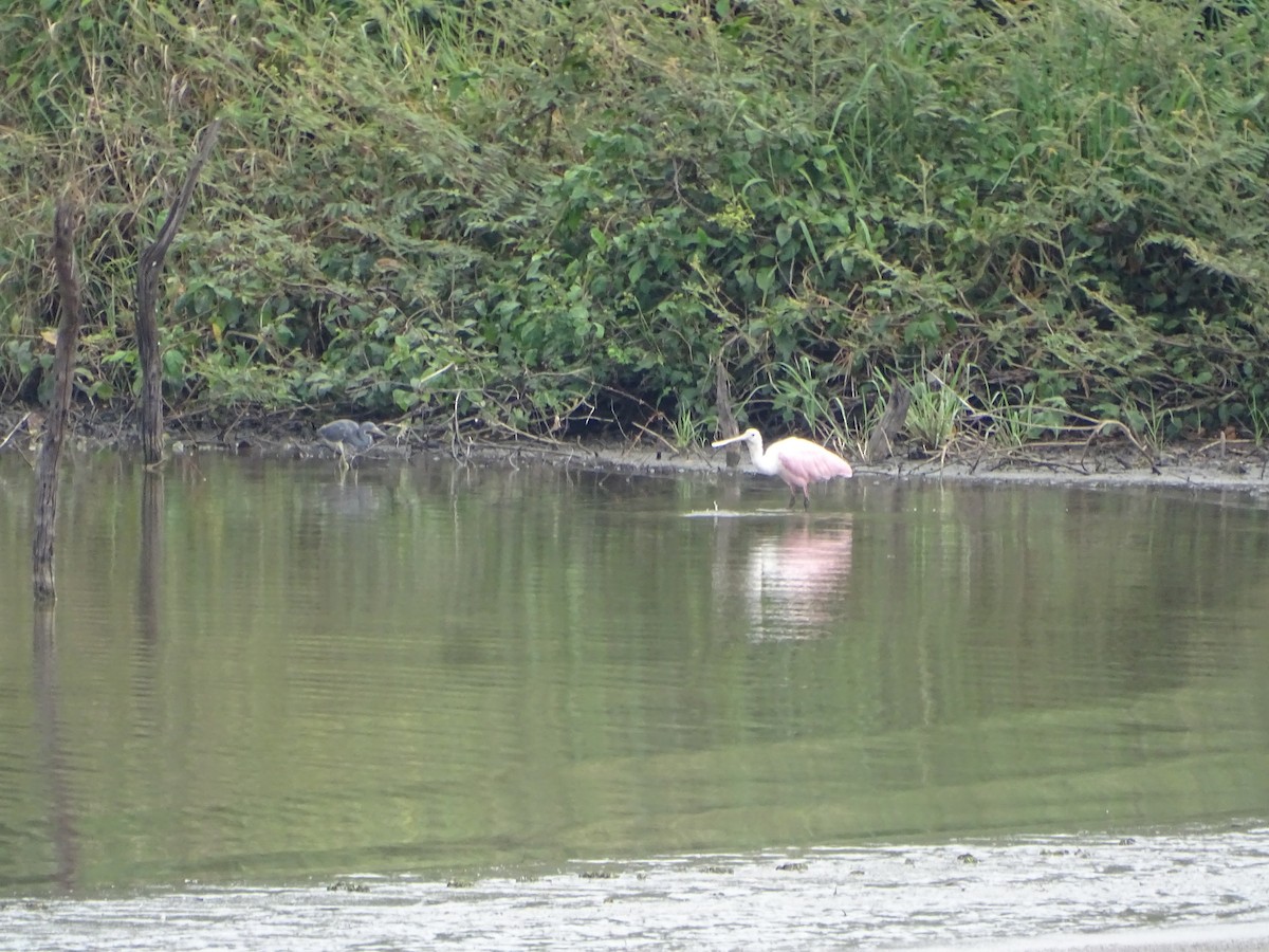 Roseate Spoonbill - Salvador Bautista