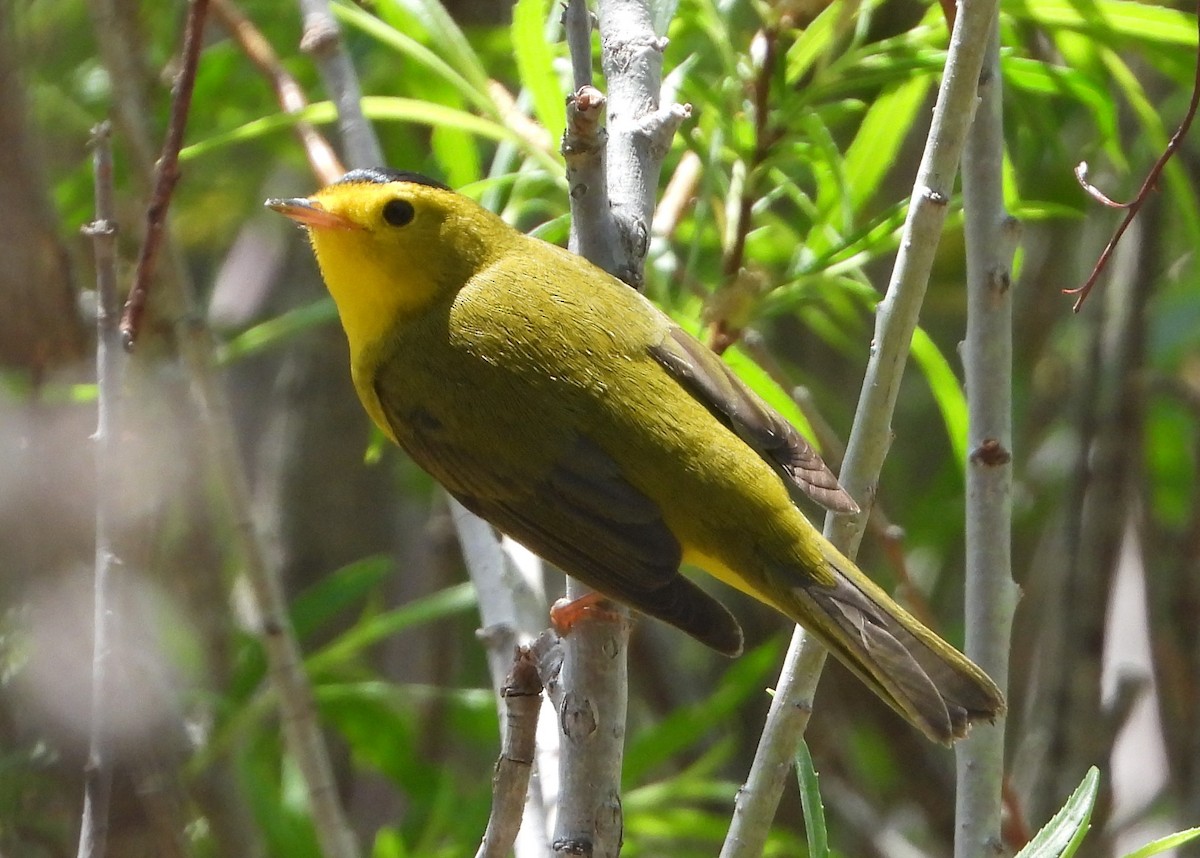 Wilson's Warbler - Mark Nolen