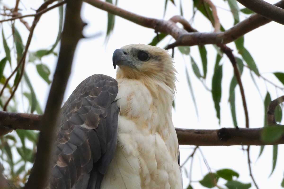 White-bellied Sea-Eagle - Adrian Brooks