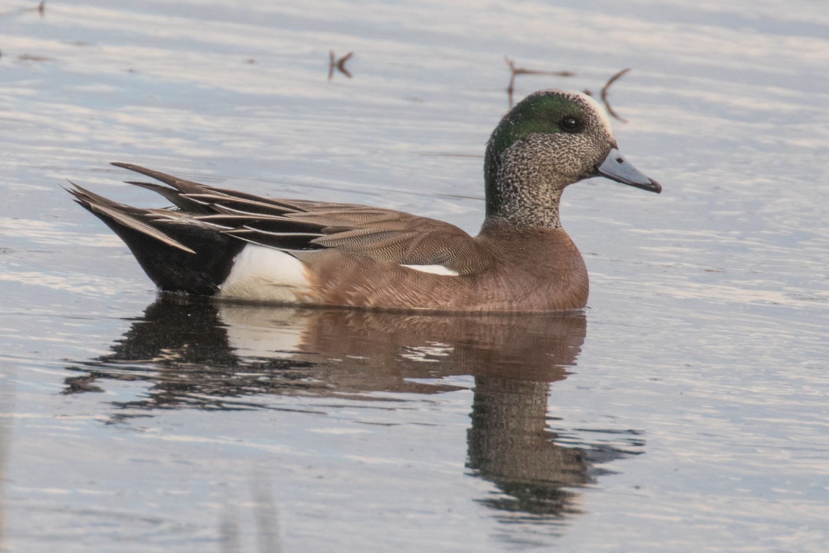 American Wigeon - Barry Porter