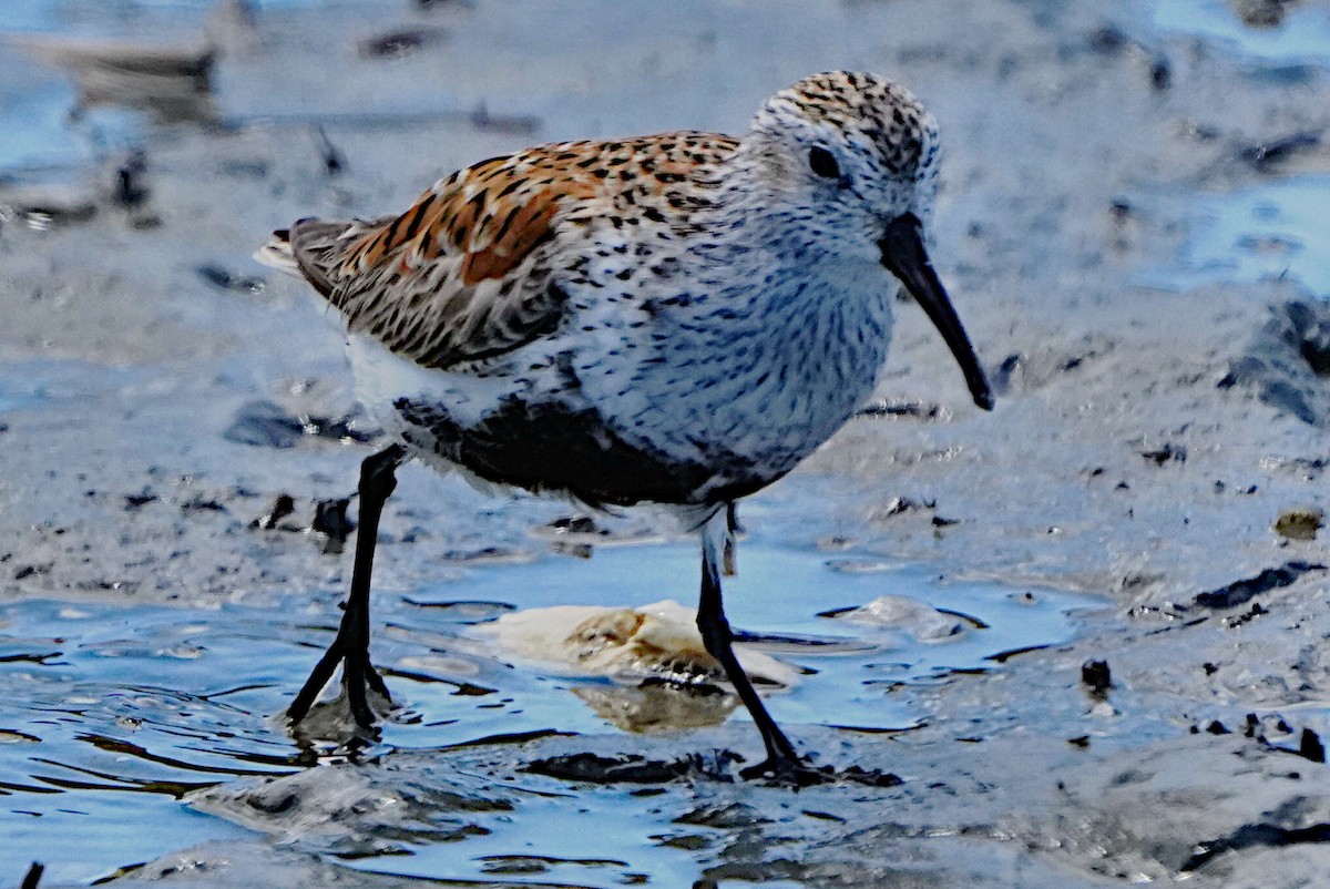 Dunlin - James Bourne