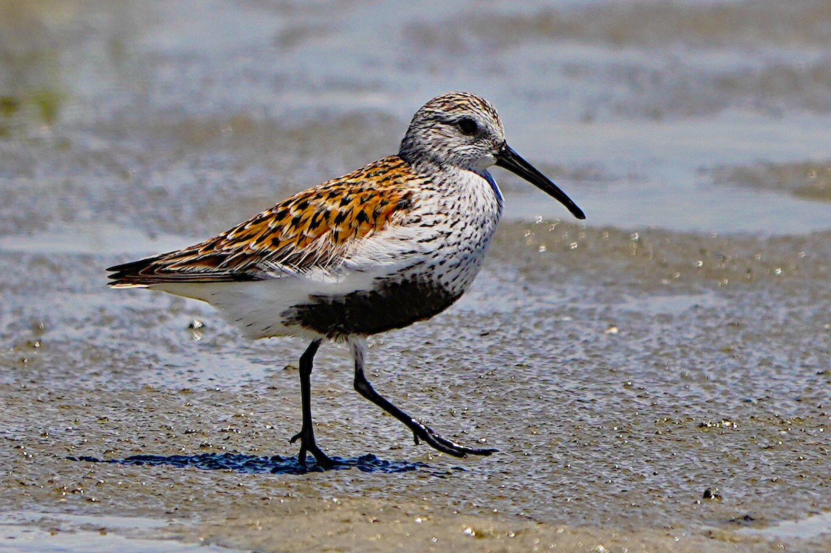 Dunlin - James Bourne