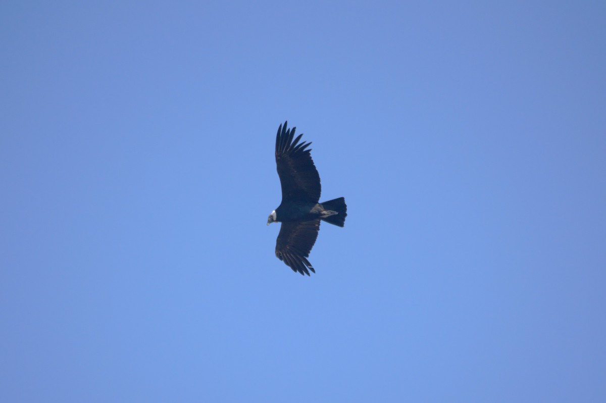 Andean Condor - Gabriel Sandon