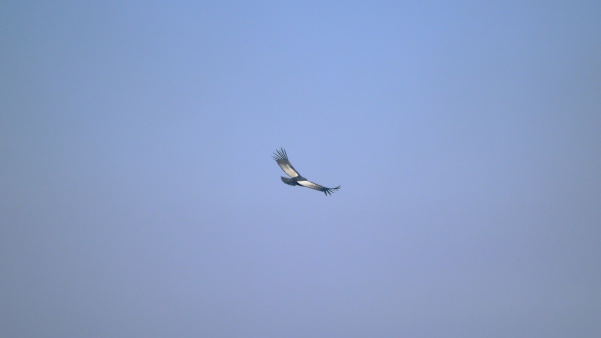 Andean Condor - Gabriel Sandon